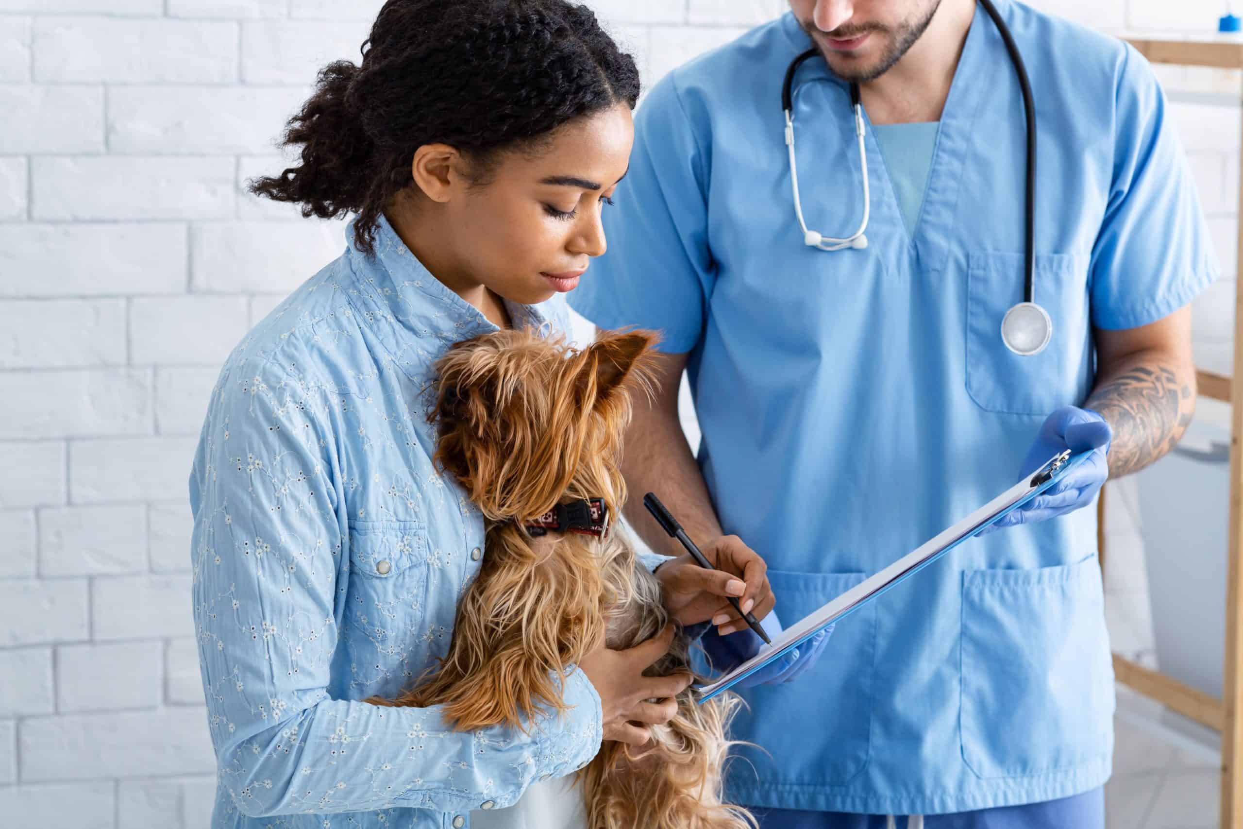 Vet explains information to female client who is holding a Yorkshire terrier. You can best protect your dog from canine distemper by getting him vaccinated and then getting an annual booster.