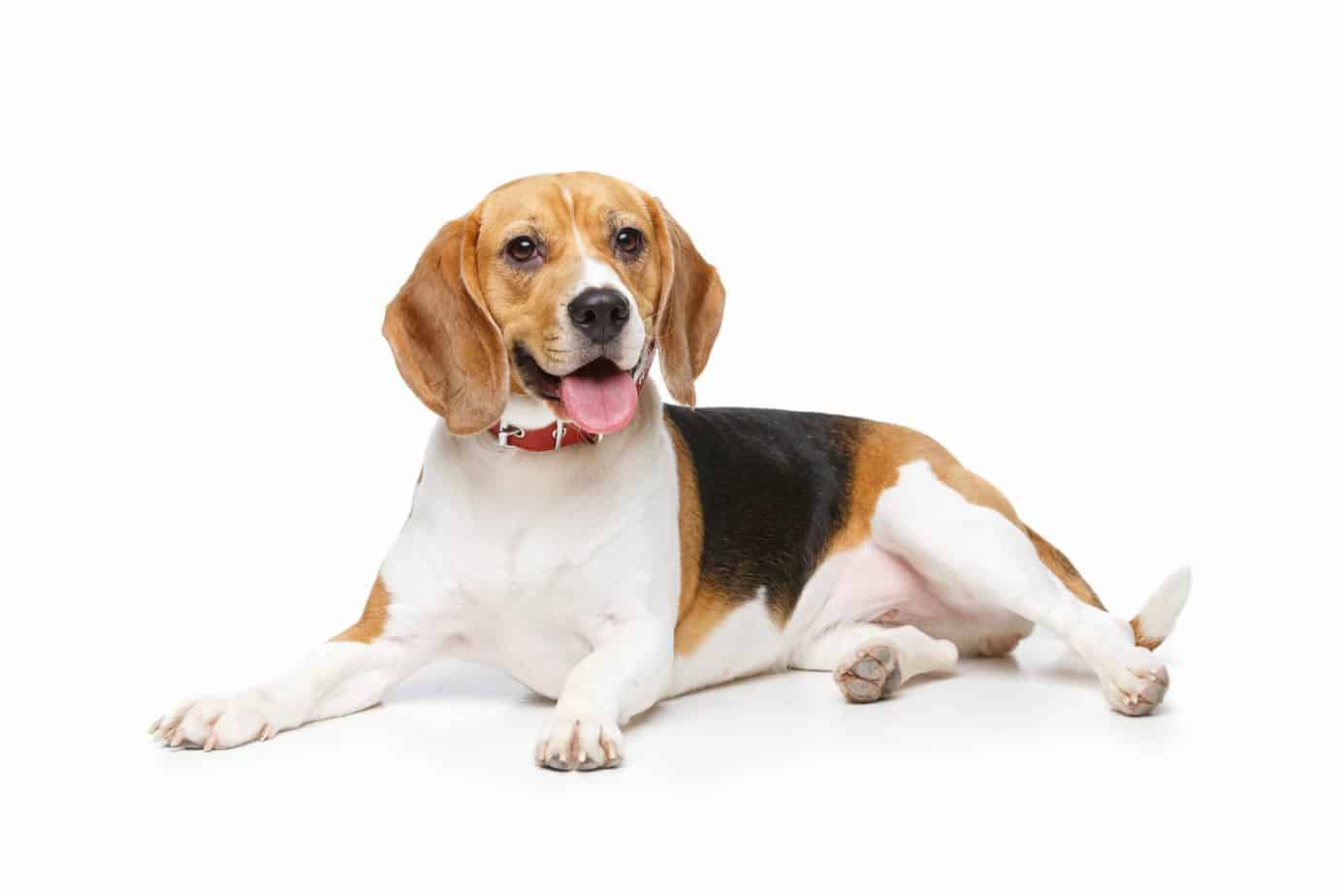Happy beagle on white background. Follow these five dog health tips: Feed your dog quality meals, take them for walks, pay attention when they're sick, sign them up for pet insurance, and shower them with love and attention.