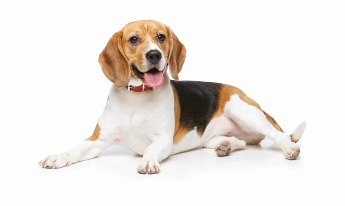 Happy beagle on white background. 