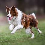Happy border collie runs across yard. Make sure your dog gets enough outdoor time and exercise. Movement and activity are incredibly important, if not only for your dog's physical health but also their mental well being and behavior.
