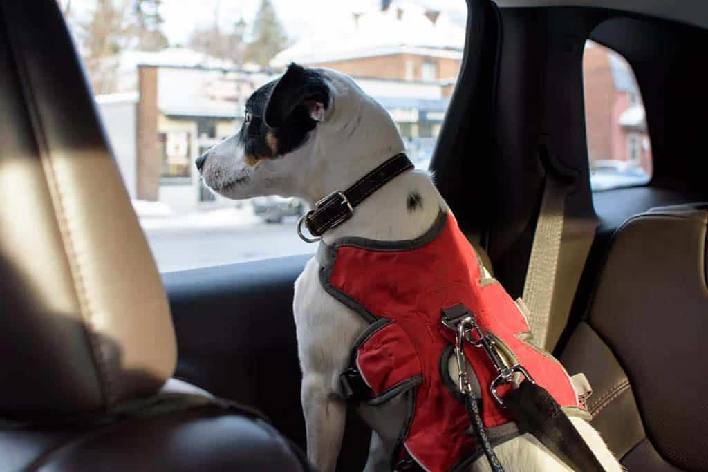 Dog wears harness with seat belt attached. When planning a road trip with your dog, be sure to use a dog seat belt to keep your pup safe.