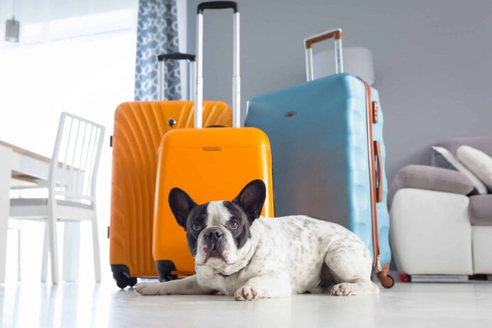 Nervous French Bulldog sits by suitcases. Prepare a dog sitter checklist.