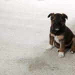 Puppy sits near wet spot on carpet. Enzyme cleaners work differently because they are not masking the odor but neutralizing the odor. The enzymes do the heavy lifting.