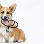 Happy corgi chews on stethoscope. Since the signs of heart disease are not obvious or unambiguous, you will need to take your dog to a veterinarian to get a diagnosis.