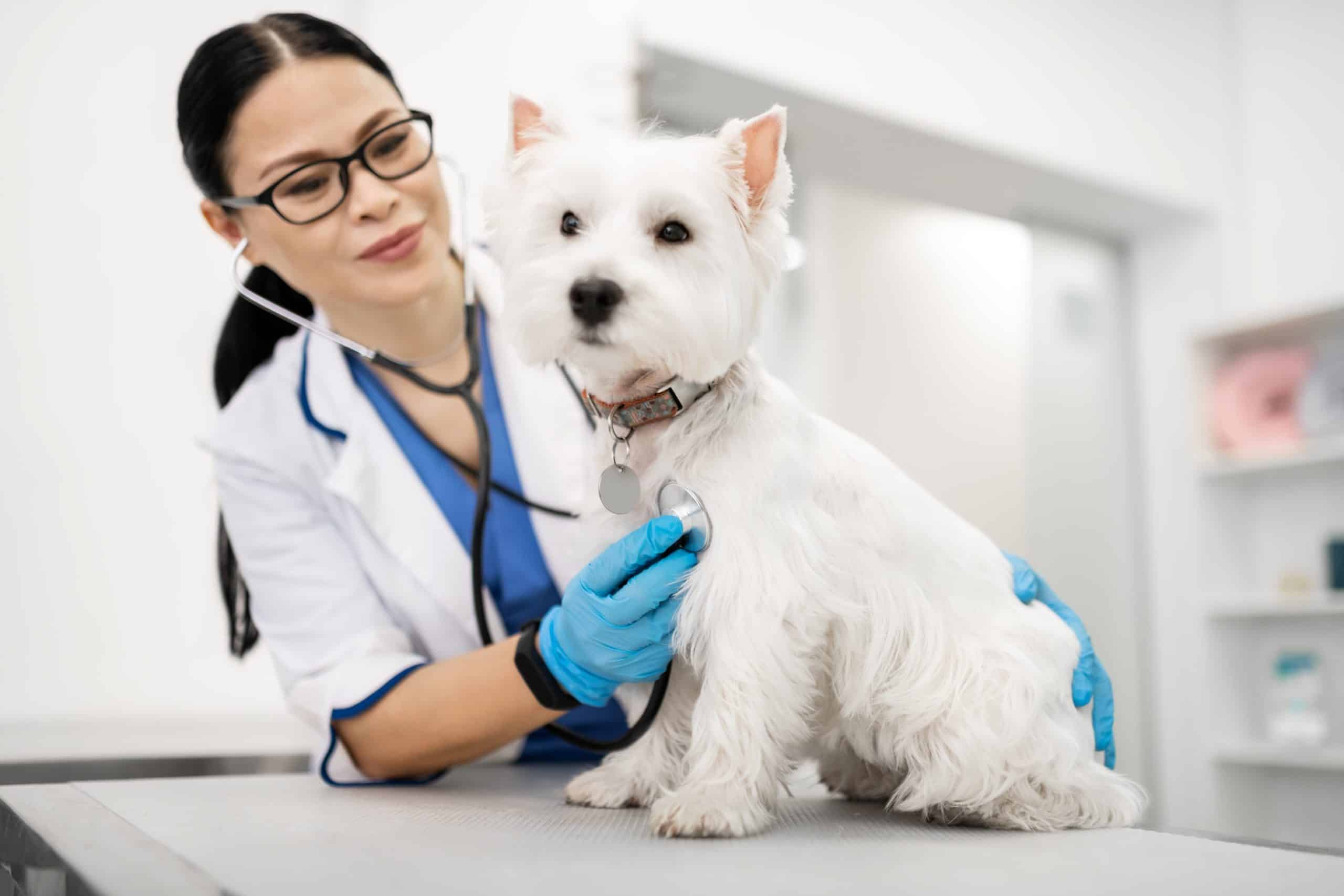 Veterinarian listens to a Westie's heart. There is no one cause of heart disease in dogs. Like people, overweight dogs are more likely to show signs of heart problems.