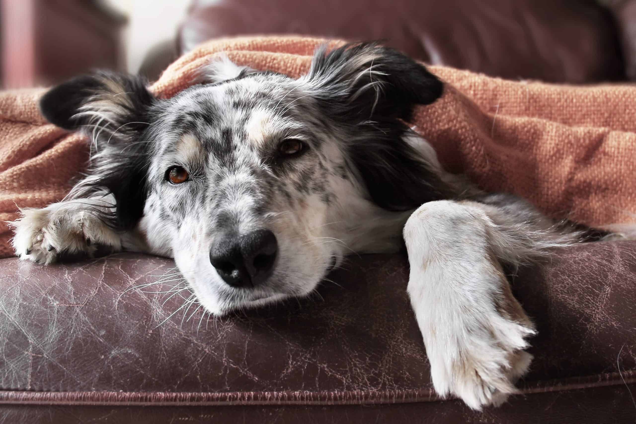 Sick Australian shepherd rests on a couch while covered with a blanket. Dogs commonly contract kennel cough at places like dog parks, training practices, boarding and daycare facilities, and dog shows.