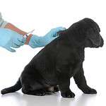 Black lab puppy gets a vaccine. Prevention through vaccine is key to protecting your pet from kennel cough.