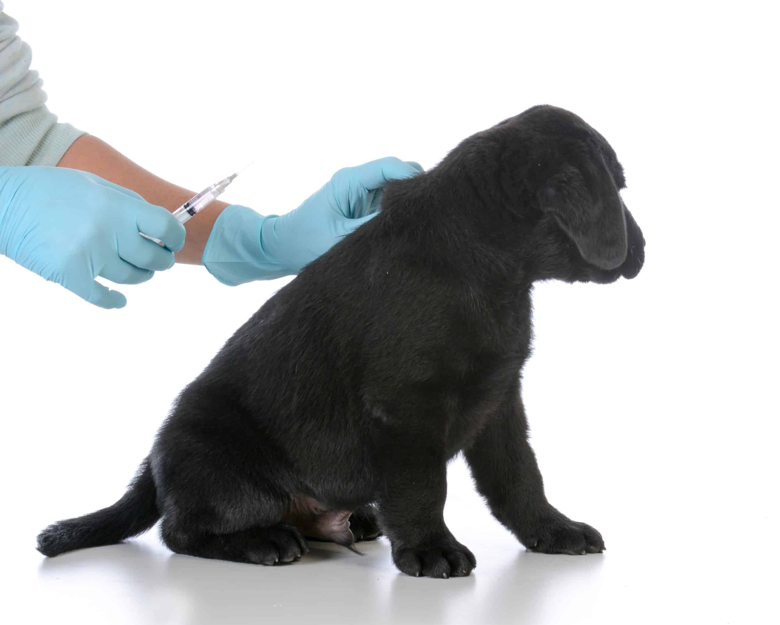 Black lab puppy gets a vaccine. Prevention through vaccine is key to protecting your pet from kennel cough.