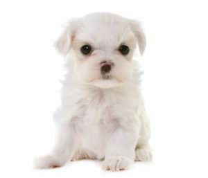 The Maltese terrier is considered a non-shedding breed.