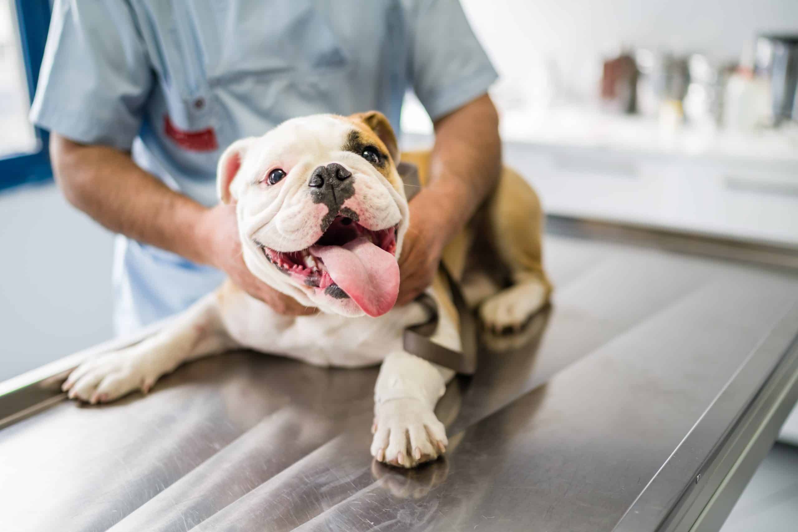 Happy bulldog puppy gets vet exam. When choosing pet health insurance plans, consider premiums, deductibles, whether the plan covers diagnostic testing, and more.