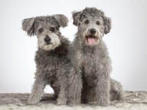 Two Pumi puppies. The pumi is considered a non-shedding dog breed.