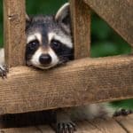 Raccoon peeks onto deck. Raccoons and other wildlife will eat pet food left outdoors. Protect your dog by feeding him indoors or by supervising outdoor meals.