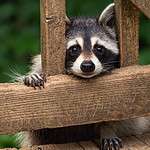 Raccoon peeks onto deck. Raccoons and other wildlife will eat pet food left outdoors. Protect your dog by feeding him indoors or by supervising outdoor meals.