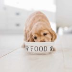 English cocker spaniel eats dog food from bowl. Raw food diets, which are mostly meat-based, are far easier for dogs to digest.