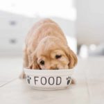 English cocker spaniel eats dog food from bowl. Raw food diets, which are mostly meat-based, are far easier for dogs to digest.