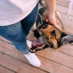 Owner pets happy German Shepherd. Reasons to rescue a dog: Protect yourself and your home, save a life, teach kids life lessons, get healthy, and have more fun.