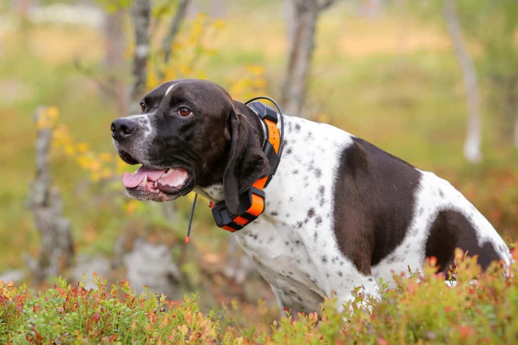 English springer spaniel wears a smart dog collar with GPS.
