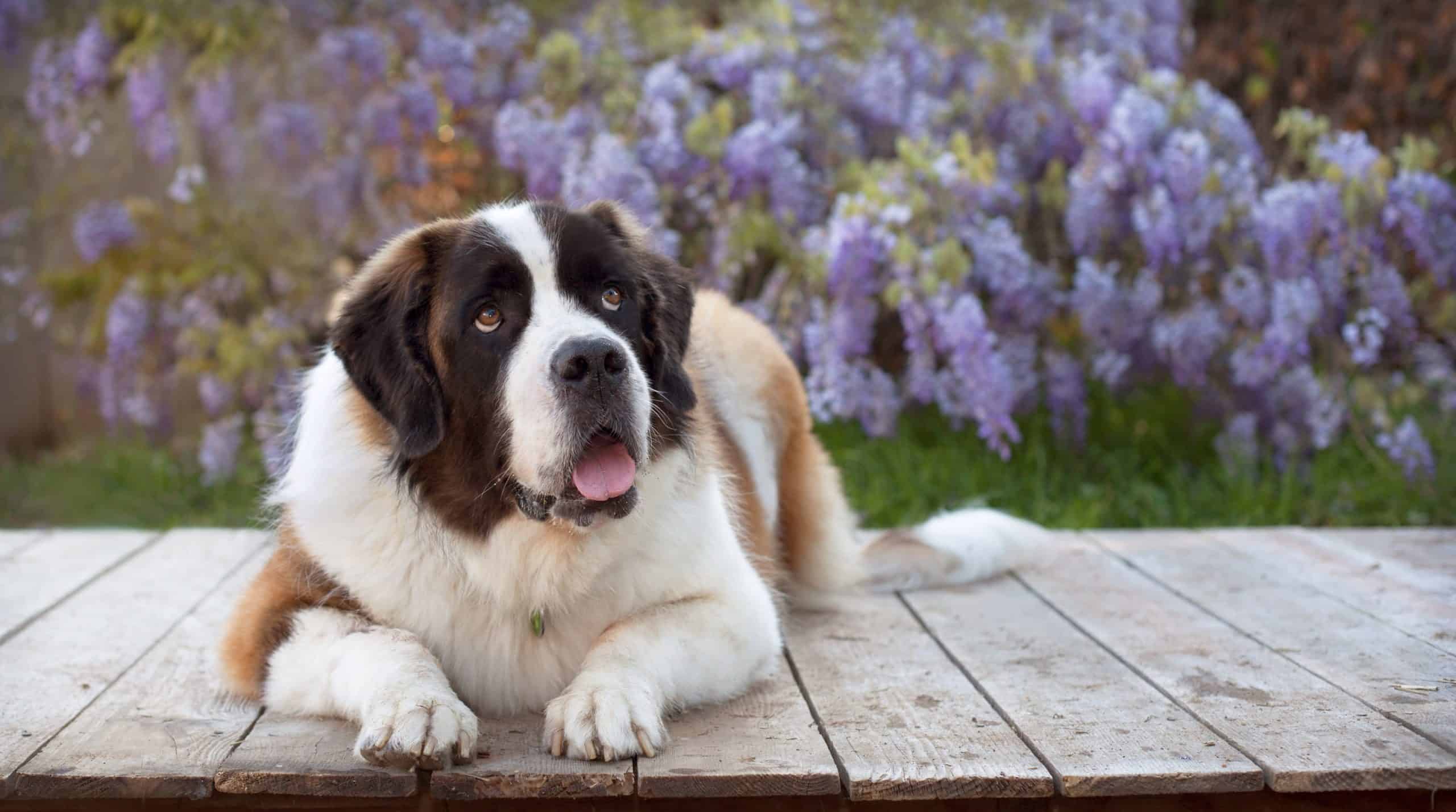 St. Bernard rests on a deck. The way dogs mark their territories could attract larger wild animals. For example, coyotes and foxes may choose to compete for an area.