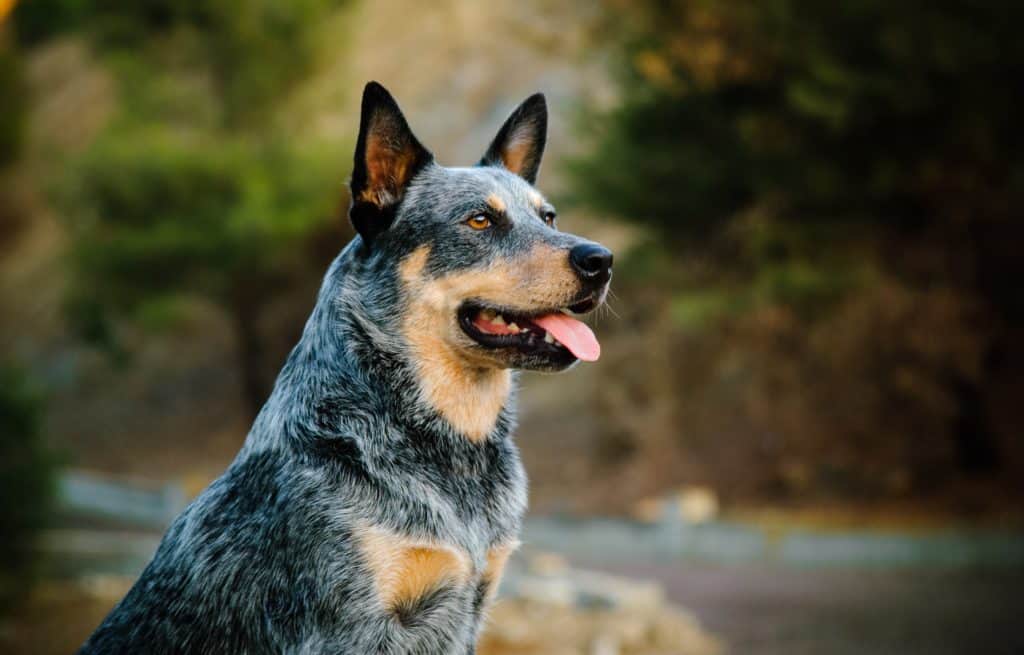 Active dog breeds include beagle, border collie, Labrador retriever