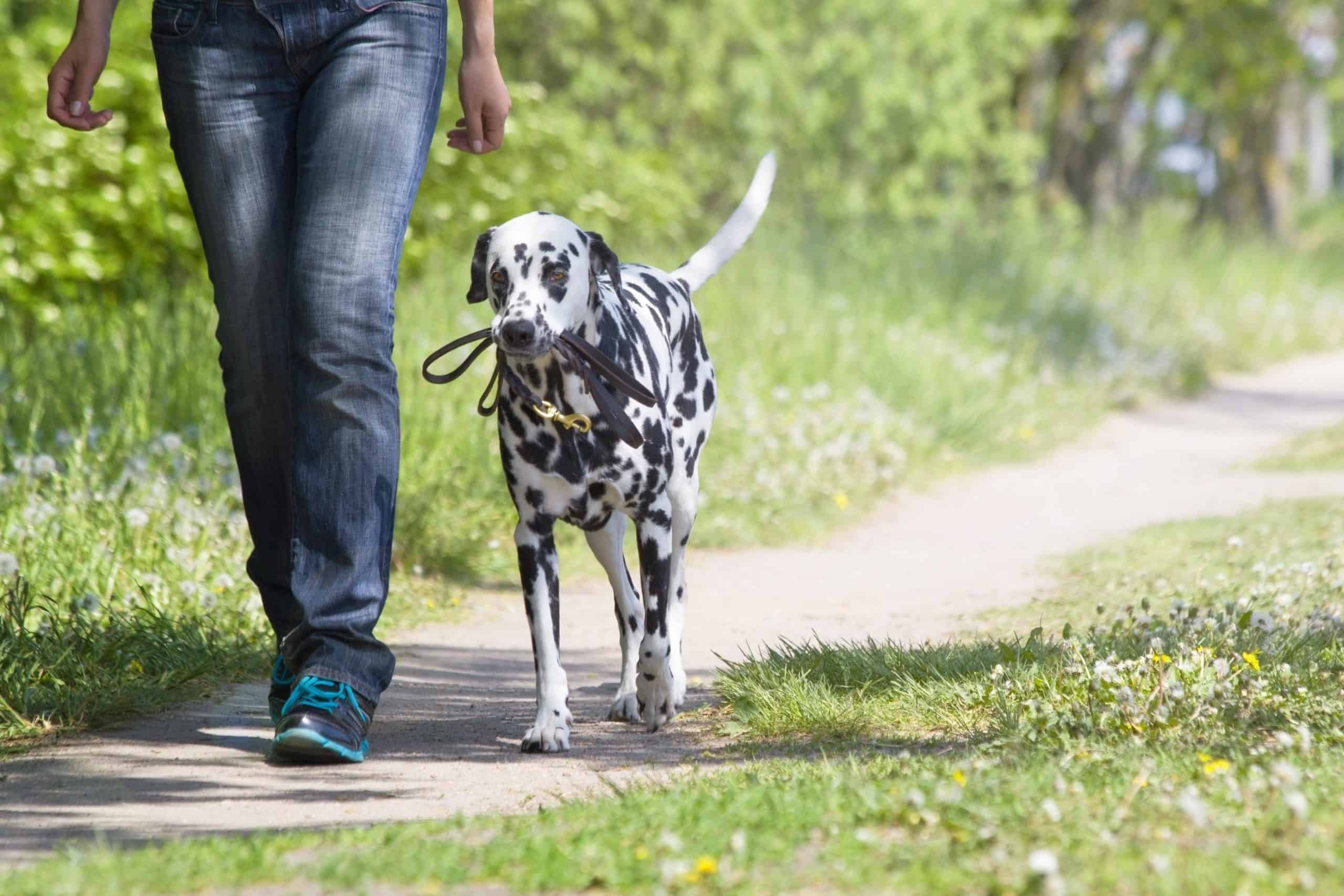 Man walks with Dalmatian. A Dalmatian is an ideal dog for someone who wants a companion for running, hiking, or even cycling.