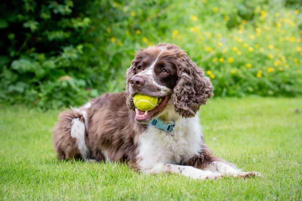 English springer spaniel holds tennis ball in its mouth.
