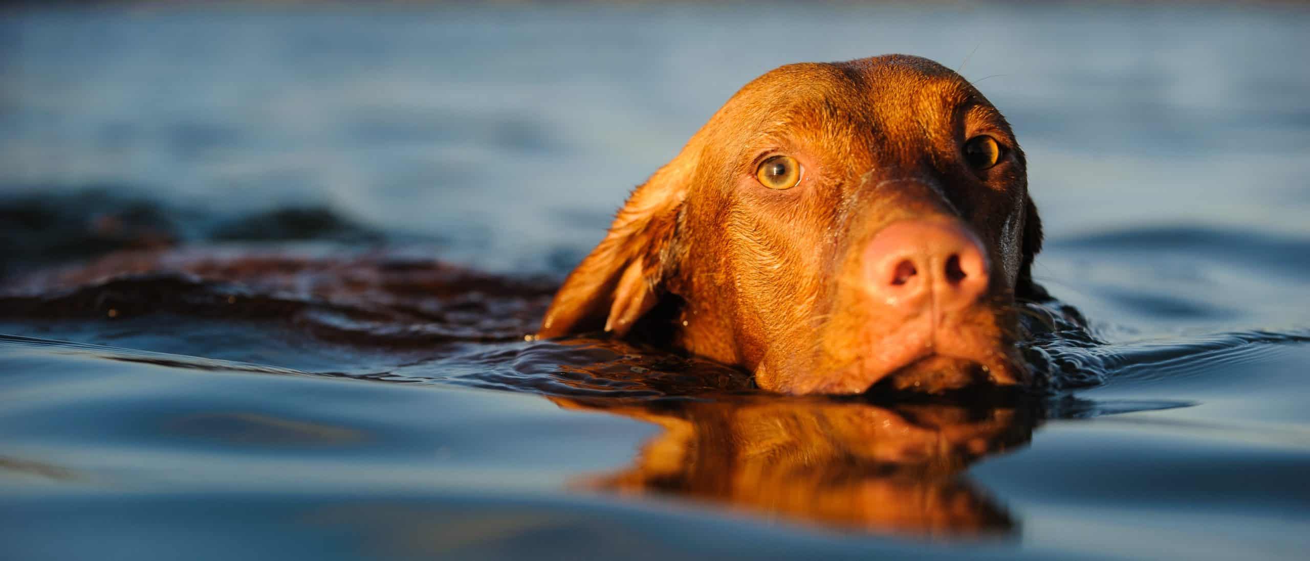 Vizsla swims in lake. One of the most active dog breeds, Vizslas have a near-bottomless appetite for exercise.