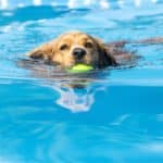Labrador retriever swims while holding a tennis ball.