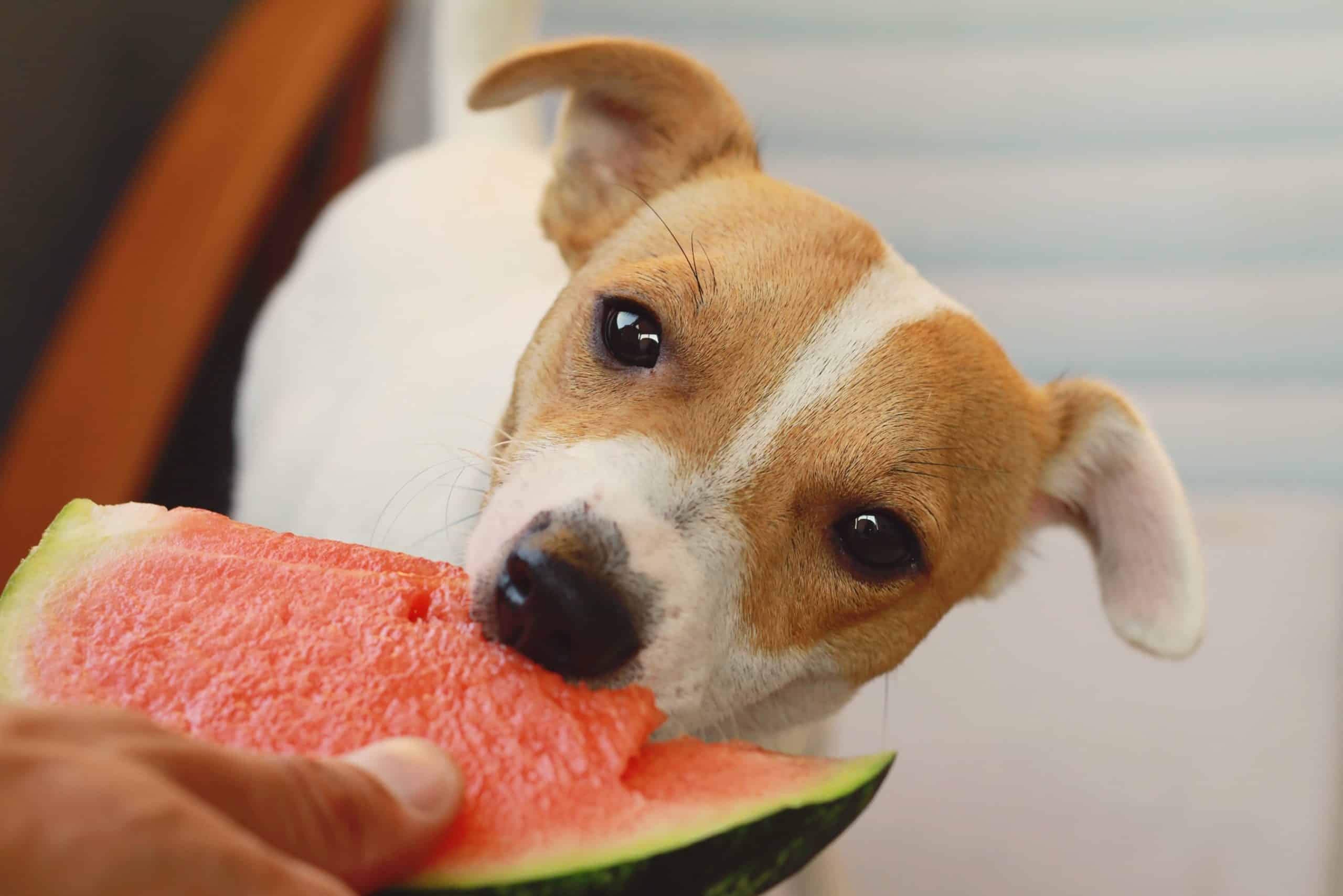 Jack Russell terrier eats seedless watermelon. Watermelon helps your dog's liver process the ammonia produced by digesting protein, which eases kidney strain and helps eliminate excess fluids.