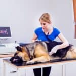Vet examines sick German Shepherd. The leading risk factor for canine bloat is genetics. Large breeds with narrow waists and deep chests are more prone to bloat.