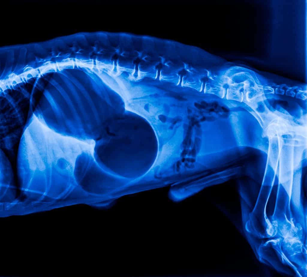 X-ray shows canine bloat otherwise known as a twisted stomach or Gastric Dilatation Volvulus.