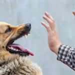 Man holds up his hands to calm an angry dog. Dog biting: Understand the common reasons why your dog might bite including playfulness, anxiety, illness or defending their territory.