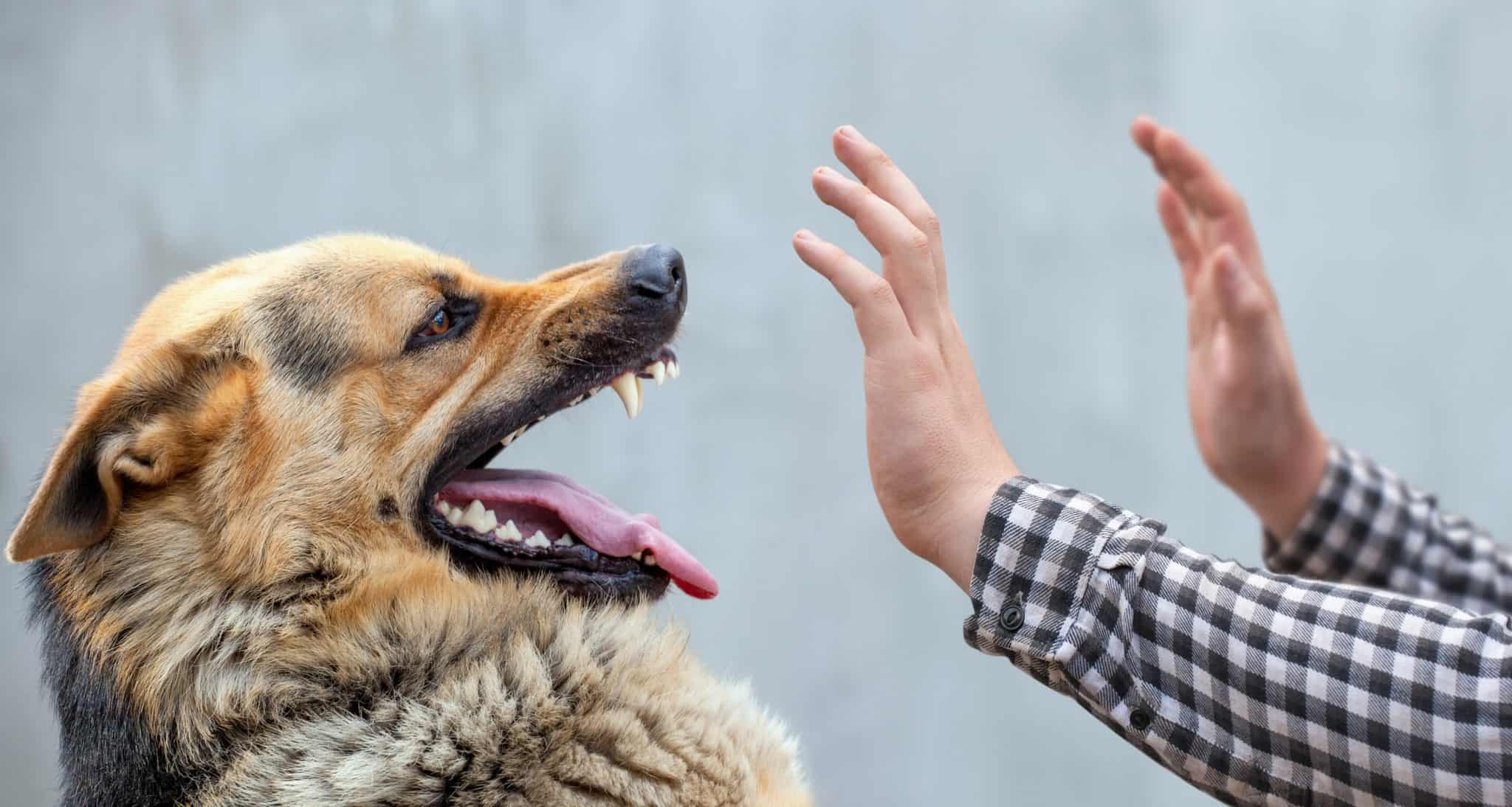 Dog biting: Understand why your dog might bite to prevent it