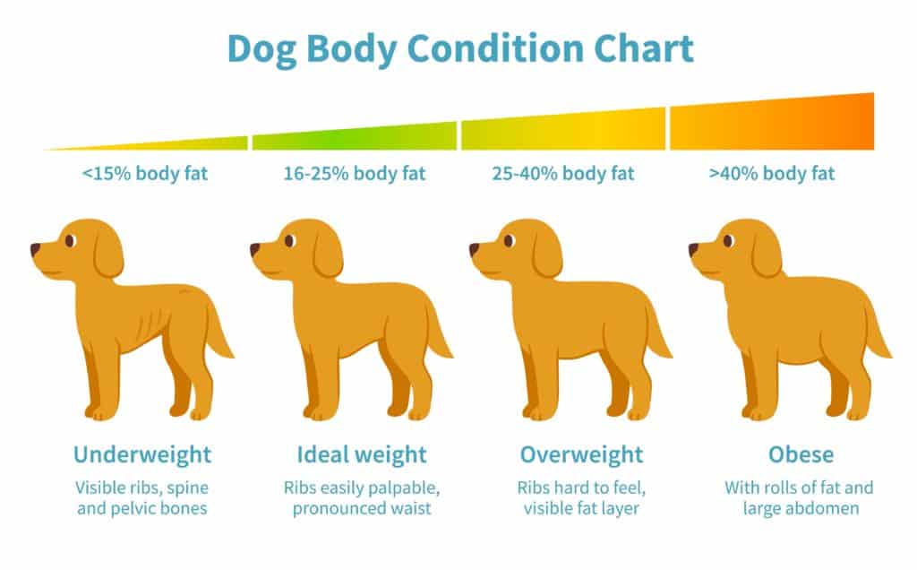 Dog gain weight: Feed high-calorie, healthy dog food