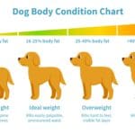 Chart illustrates weight ranges for dogs. Work with your vet to help your rescue dog gain weight. Feed your pup high-calorie, healthy dog food with supplements as needed.