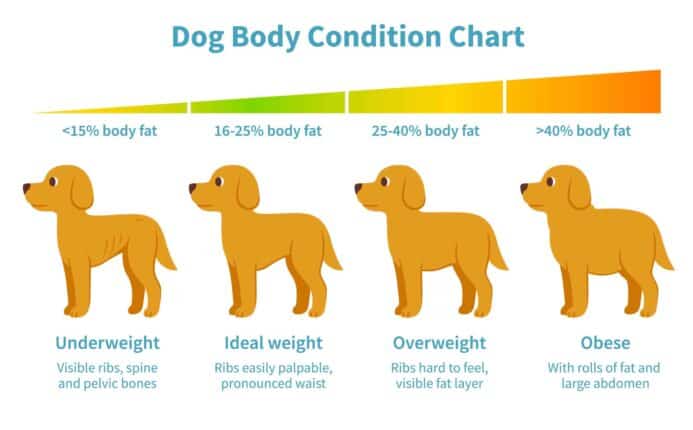 Chart illustrates body conditioning score for dogs.