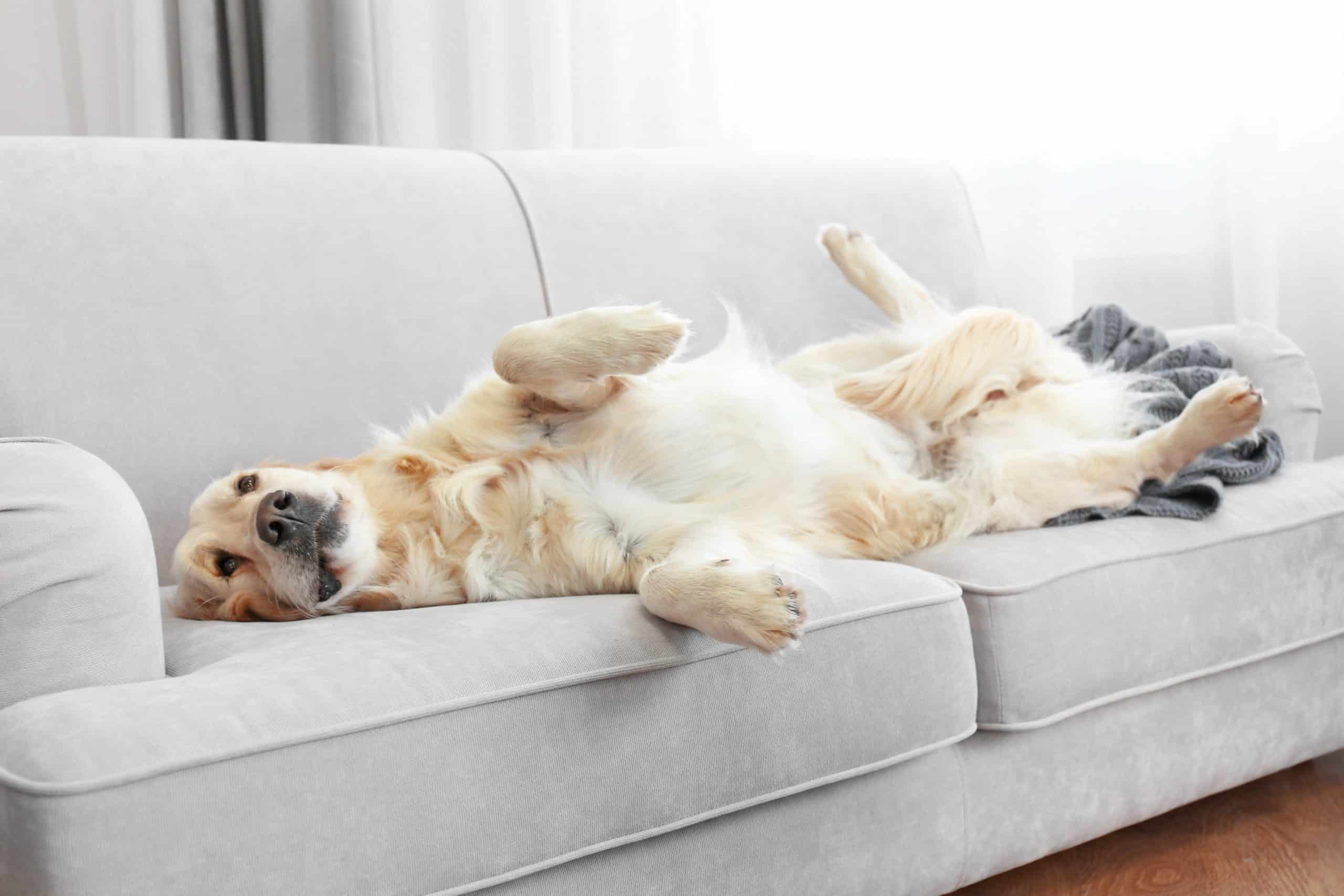 Happy Golden Retriever lounges on gray couch. Choose a flea treatment for dogs that's easy to use, works immediately, kills fleas at all life stages, and uses safe ingredients.
