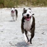 A Great Danebull, a Great Dane-pit bull mix, runs on the beach. The Great Danebull is an active breed that requires daily exercise. They are big, lovable, loyal, and protective.