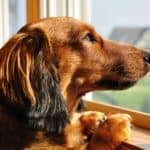 Dachshund looks out the window. Because they are companion animals, most dogs want to spend time with their humans and struggle when left home alone for extended periods.