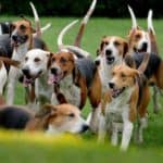 Group of American Foxhounds ready for the chase. Hound dogs like American foxhounds have a strong drive to follow a scent, which can distract the dogs and make it hard to train them.