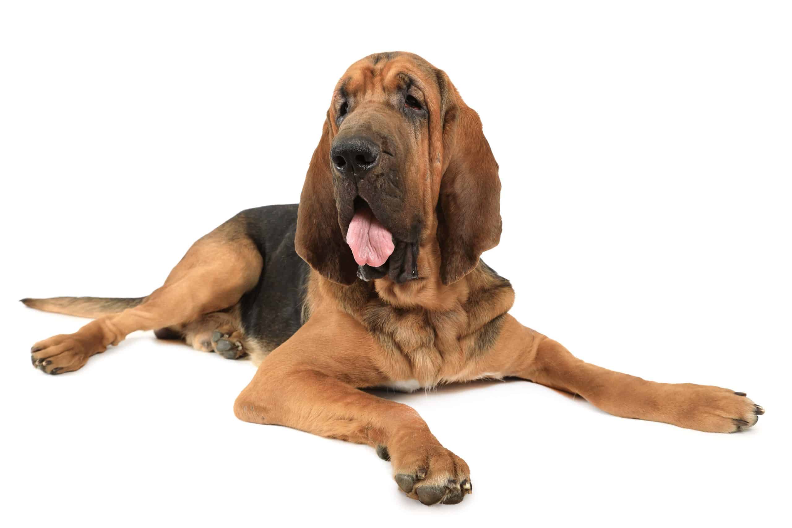 Bloodhound relaxes on white background. Scenthounds, like the bloodhound, are active, energetic dogs that need plenty of exercise and mind stimulating games. They make excellent candidates for search and rescue and therapy work.