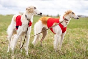 Pair of Borzoi dogs leashed outside. Sighthounds like the Borzoi were bred to hunt by sight and have the ability to creep up swiftly and silently.