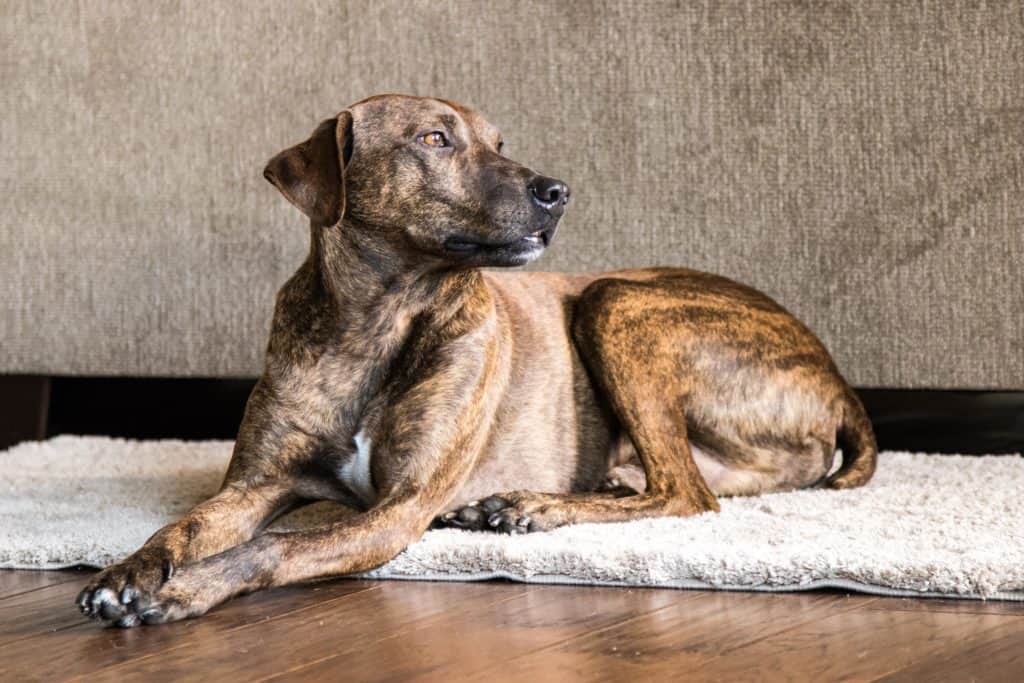 Plott hound relaxes on rug at home. Large game hounds like the Plott hound were bred to have stamina, strength, and endurance.