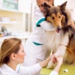 Vet techs draw a blood sample from collie. Liver toxicity can happen in dogs of all ages, and especially in pups. Dogs are more susceptible to liver disease due to immature liver metabolism.
