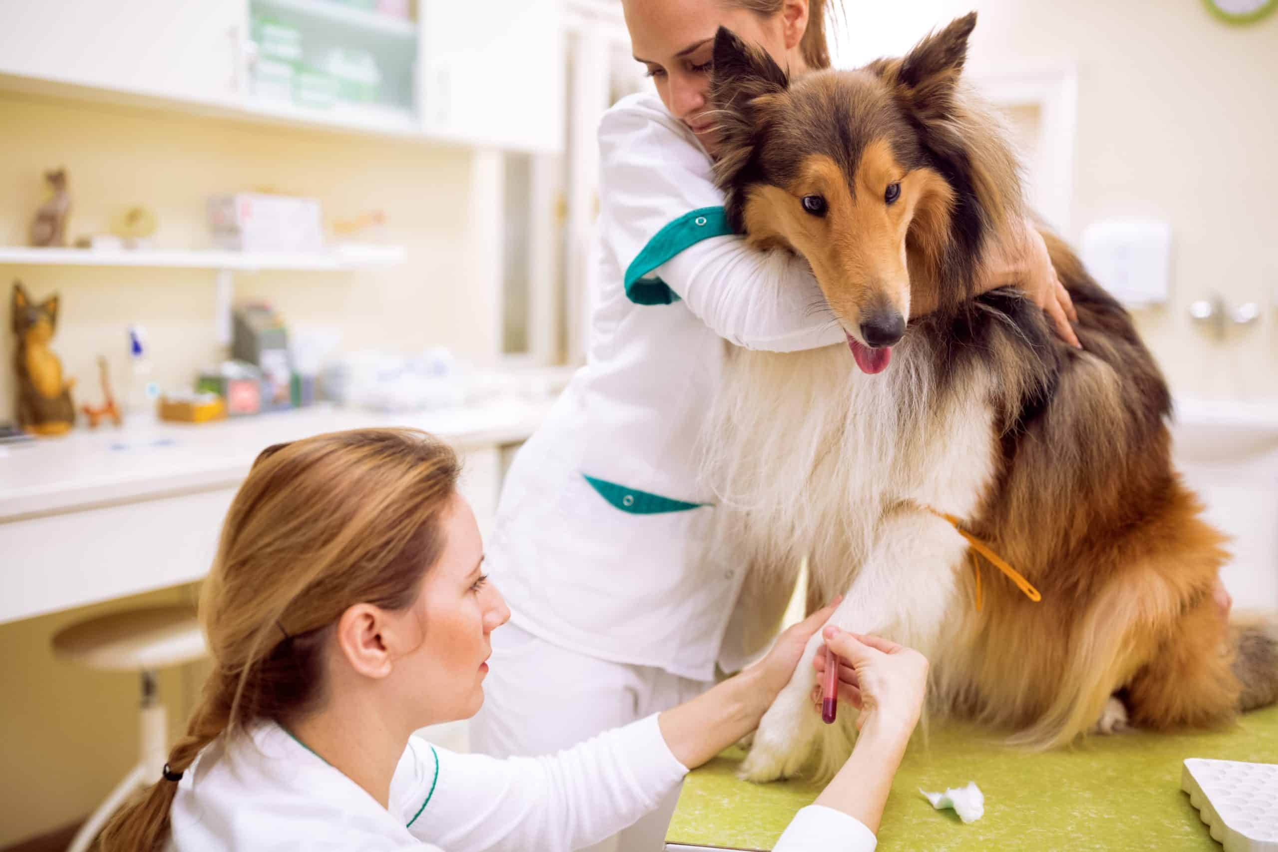 Vet techs draw a blood sample from collie. Liver toxicity can happen in dogs of all ages, and especially in pups. Dogs are more susceptible to liver disease due to immature liver metabolism.
