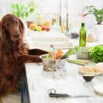 Irish Setter pictured with food ingredients. If you have time, make homemade dog food cooked in a clean environment, using high-quality, fresh ingredients.