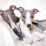 Pair of whippets snuggles together. The whippet resembles a small greyhound. The dogs are affectionate, intelligent, sweet-natured, and loyal.