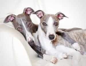 Pair of whippets snuggles together. The whippet resembles a small greyhound. The dogs are affectionate, intelligent, sweet-natured, and loyal.