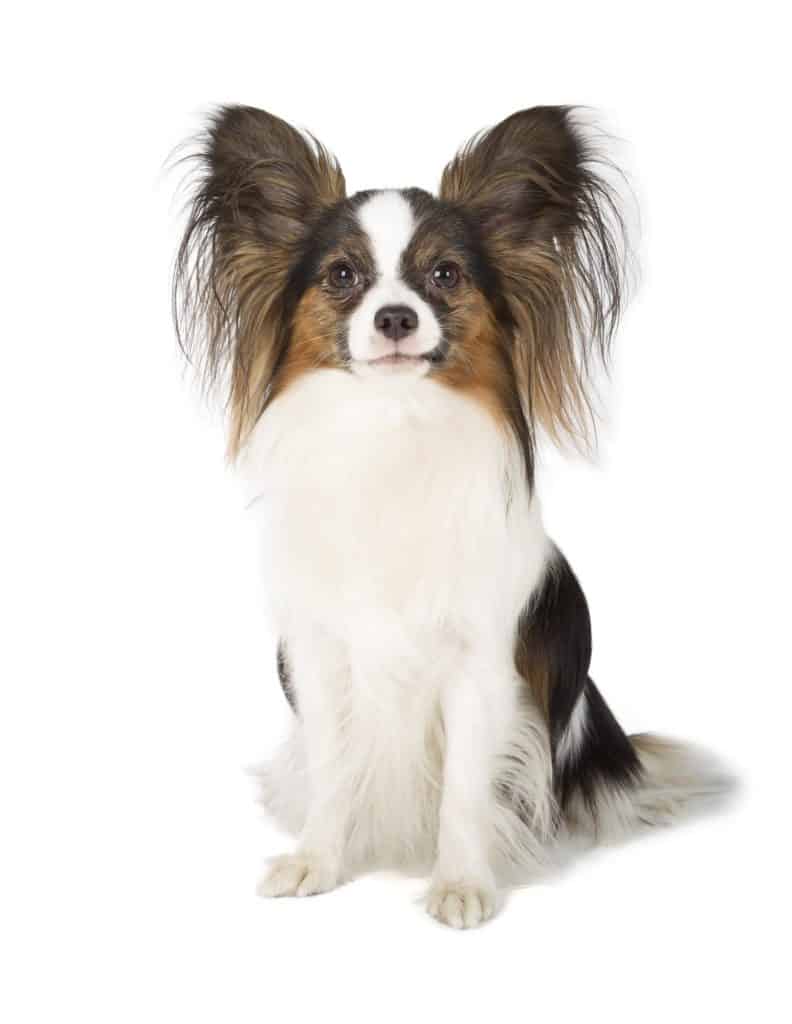 Papillon dog on white background.