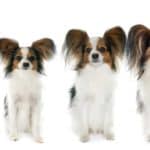 Photo illustration shows Papillon from puppy to full grown.