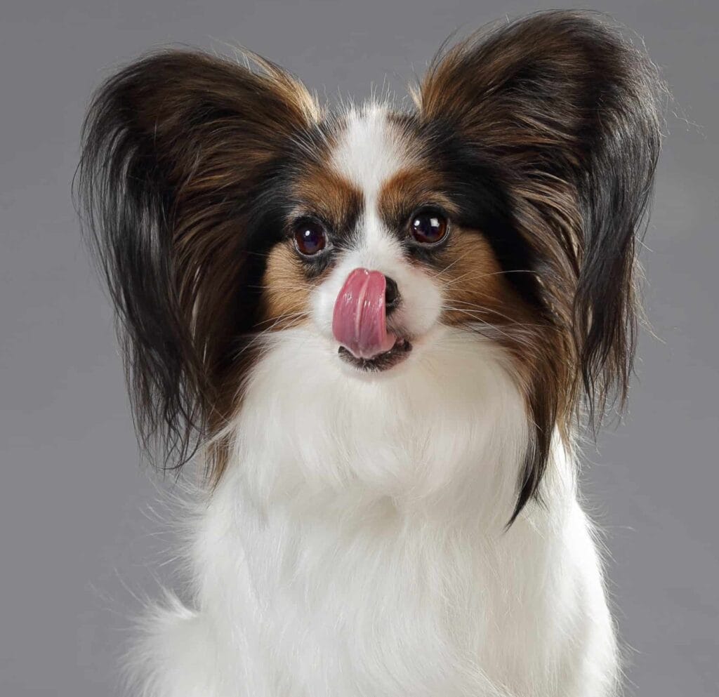 Papillon licks face.